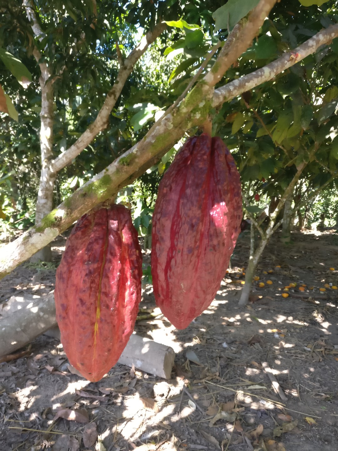 Amazing Cacao