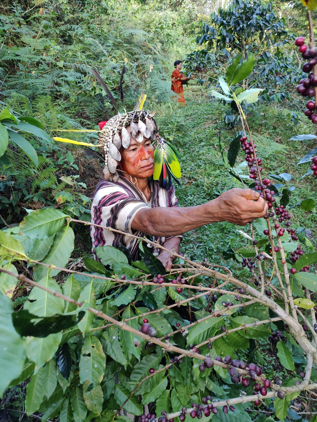 Шаман общины Crotishari собирает кофе