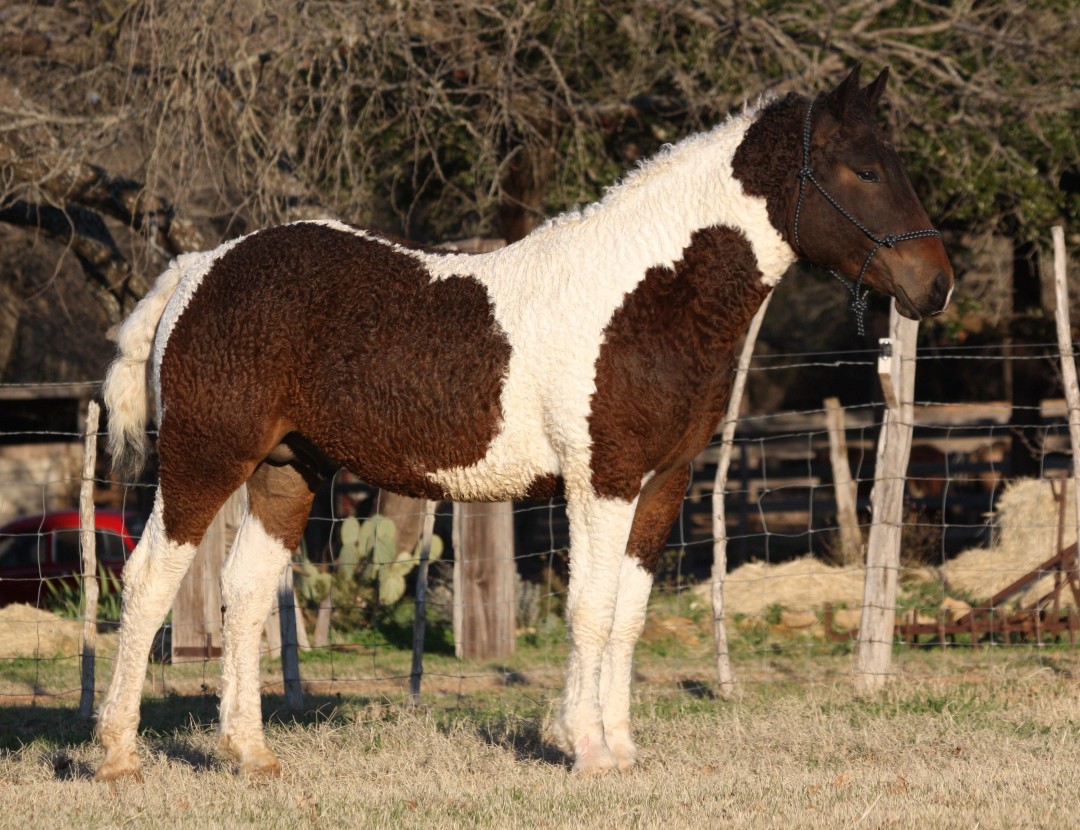 Cевероамериканская башкирская курчавая порода лошадей