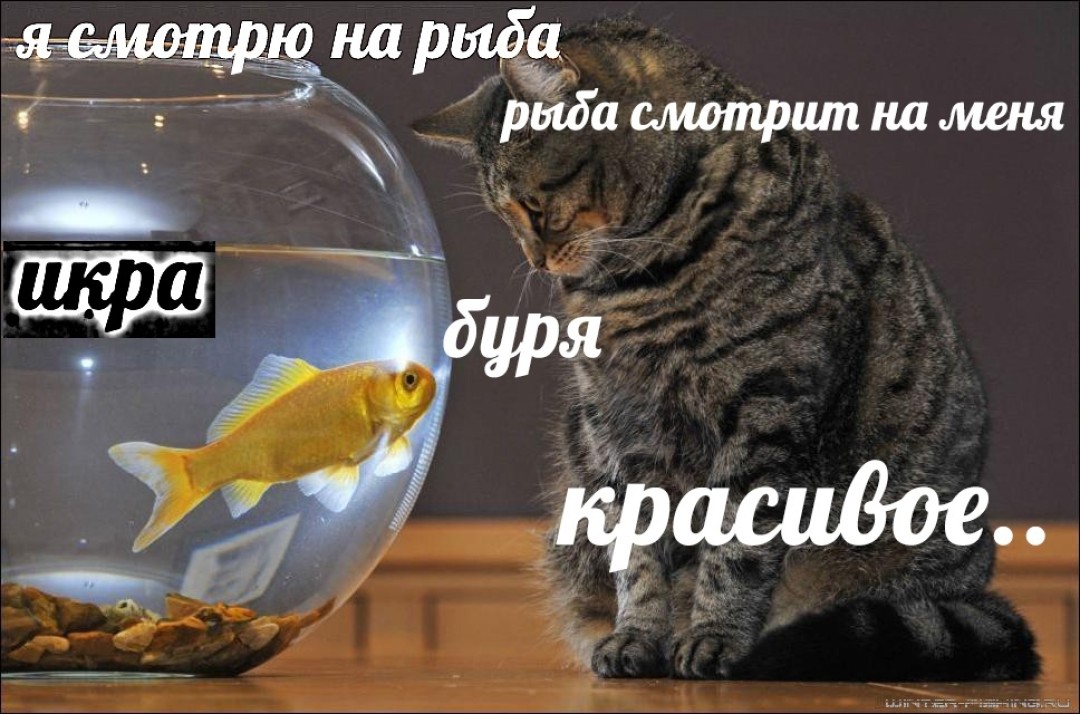 Мем коты с рыбами Мем коты с рыбами