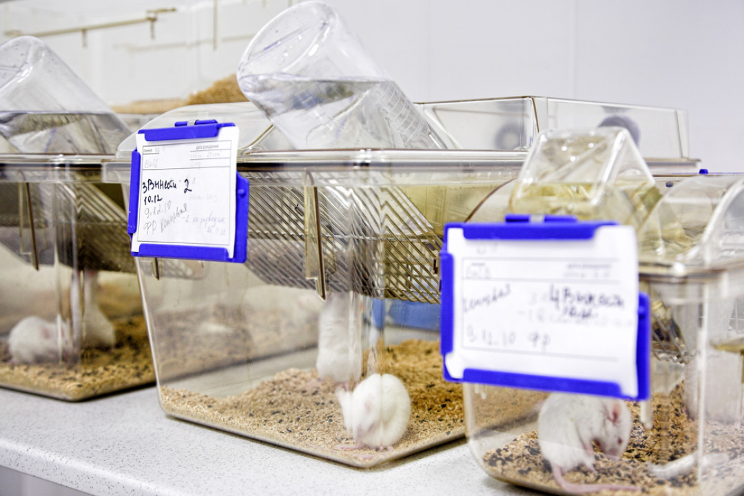 Vasiliy Koval / Shutterstock