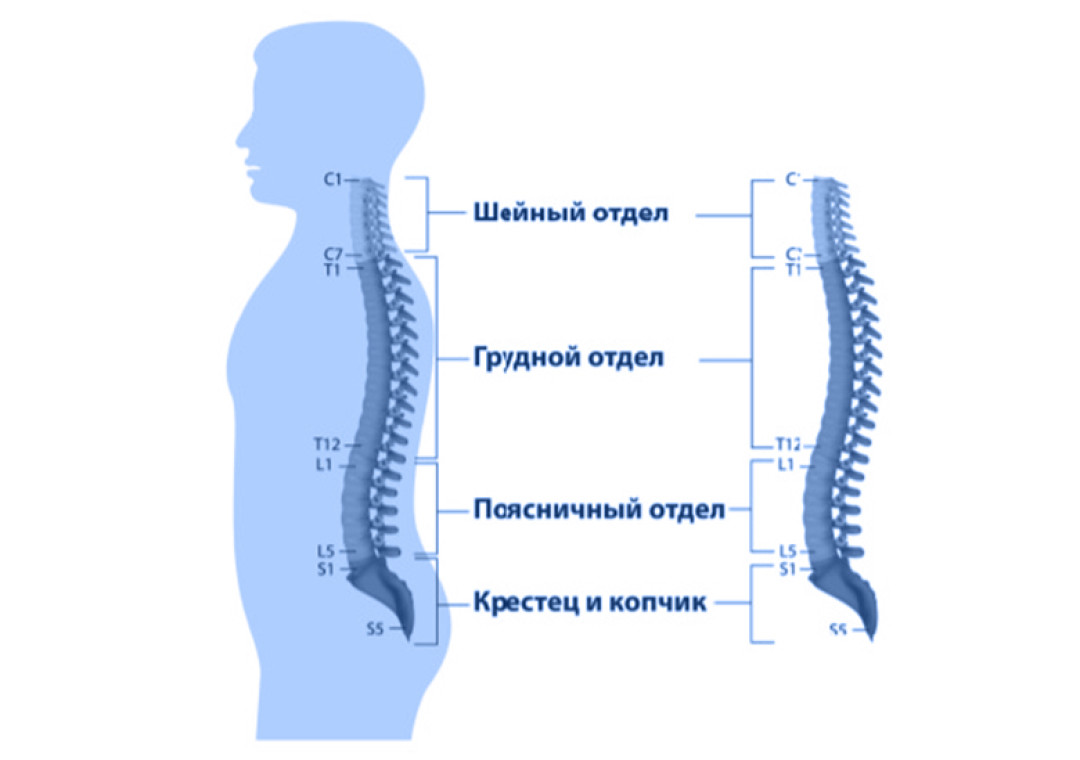 6 позвоночника. Отделы спины. 6 И 7 позвонки соединены. Дегенерация межпозвоночного диска. 3 Нижних позвоночных диска.