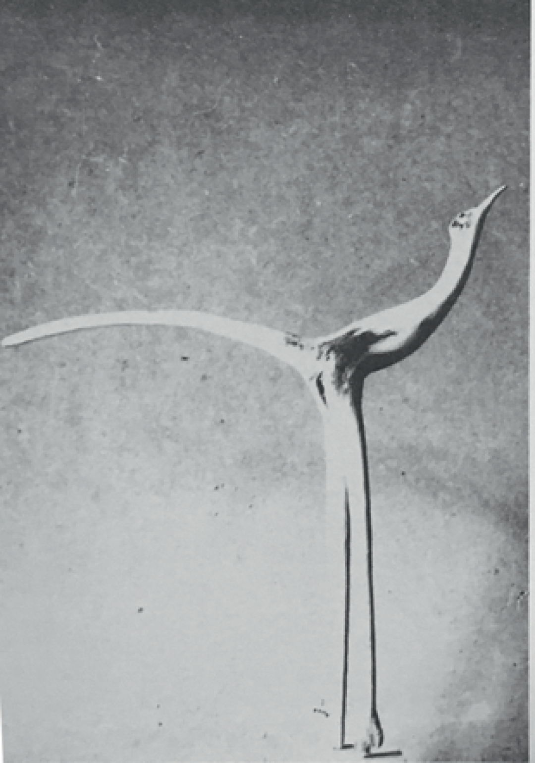 «Птица» (1960). Деревянная скульптура. Собрание семьи Малаховских