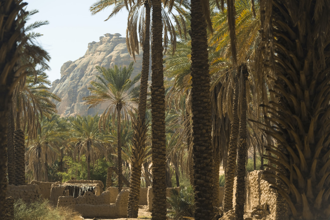 Оазис Аль-Улы