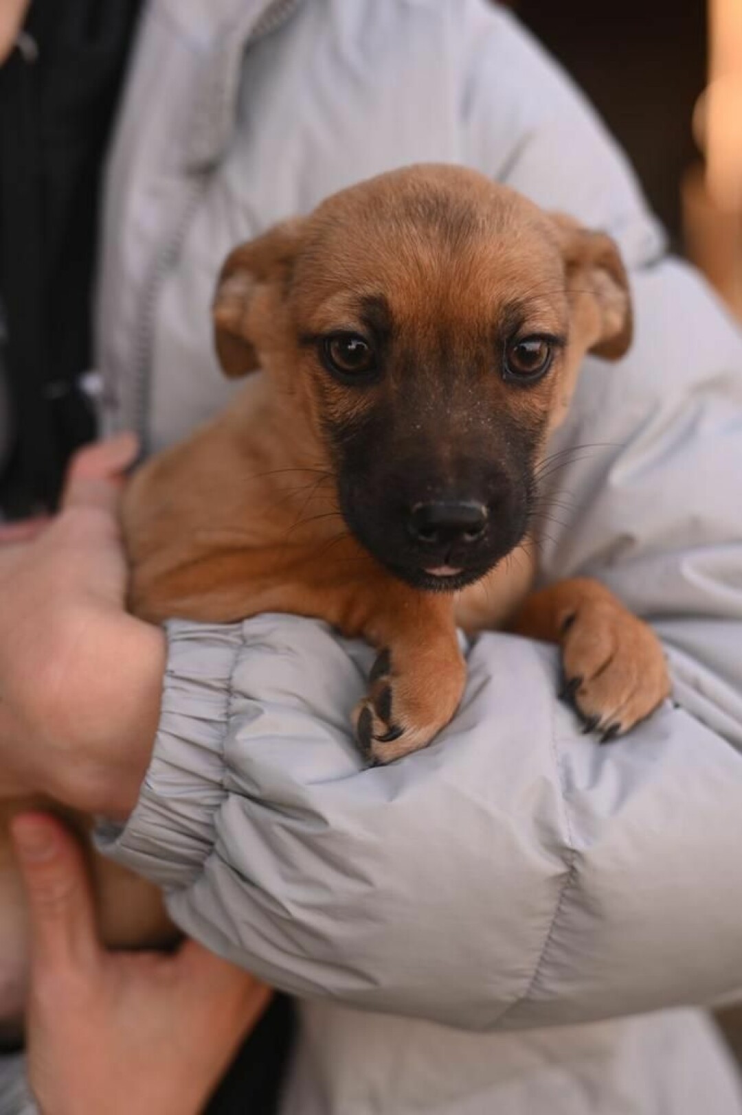 Малышка 2 месяца. Эту малышку подкинули к приюту в коробке. Людей она еще немного побаивается, но это вопрос времени и заботы. У нее очень гладкая и