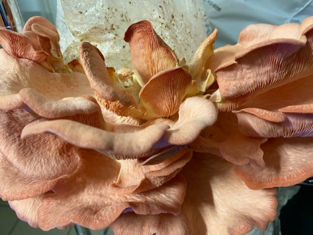 Розовая вешенка