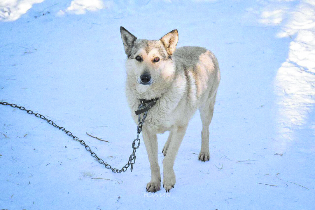Айси Девочка, 3 года. Умная, добрая, тянется к человеку и ждет своего хозяина, которому будет верна и благодарна. 8(902)549-3077 Юлия