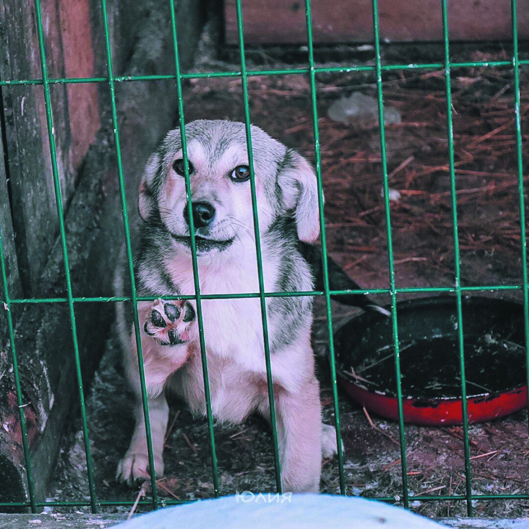 Боня Девочка, коротколапая 3,5 месяца. Ручная, будет небольшой. 8(902) 549-3077 Юлия