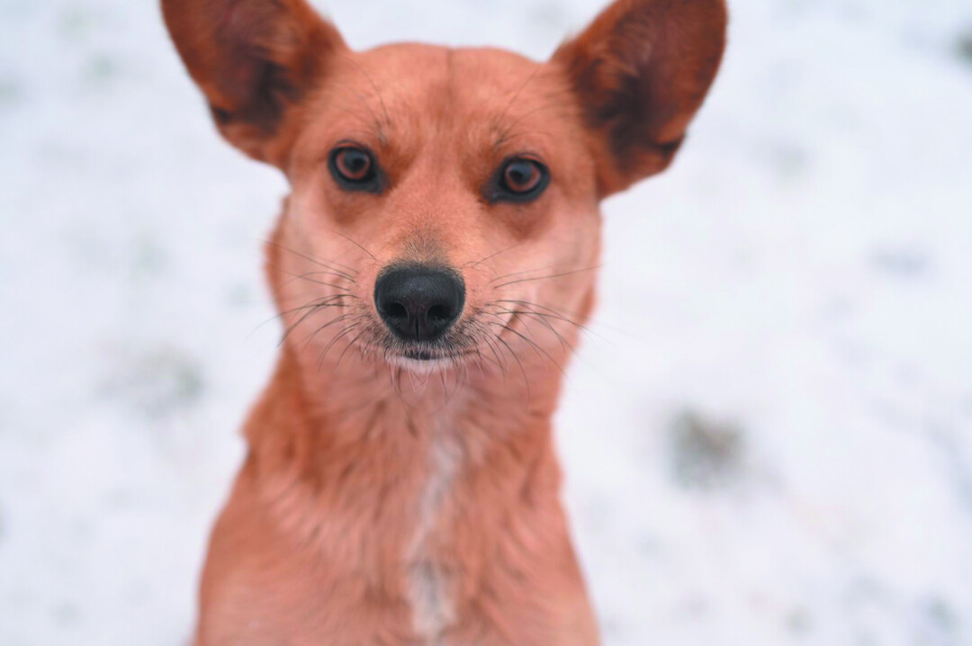 Лисичка Девочка, 1-2 года, очень ласковая и игривая, маленькая. Она жила на заправке, там о ней заботились работники, поставили ей будку и кормили