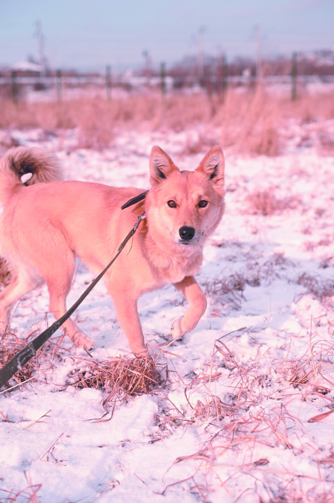 Лейла Рыжая красотка. Ей около года. Активна в силу возраста, дружелюбна и общительна. Хорошо гуляет на поводке и способна учить команды. (950) 096