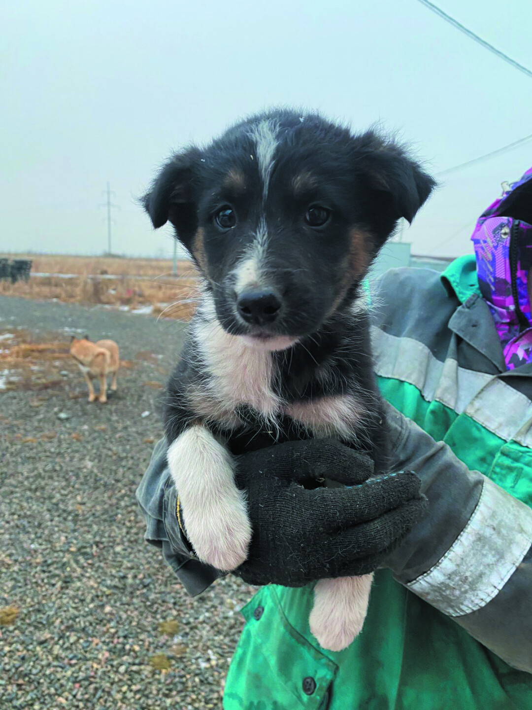 Рокки Мальчик, 2 месяца, активный, здоровый и ласковый. Его и трех его сестер нашли в Новоленино, кто-то выкинул малышей в коробке. (950) 096-4848