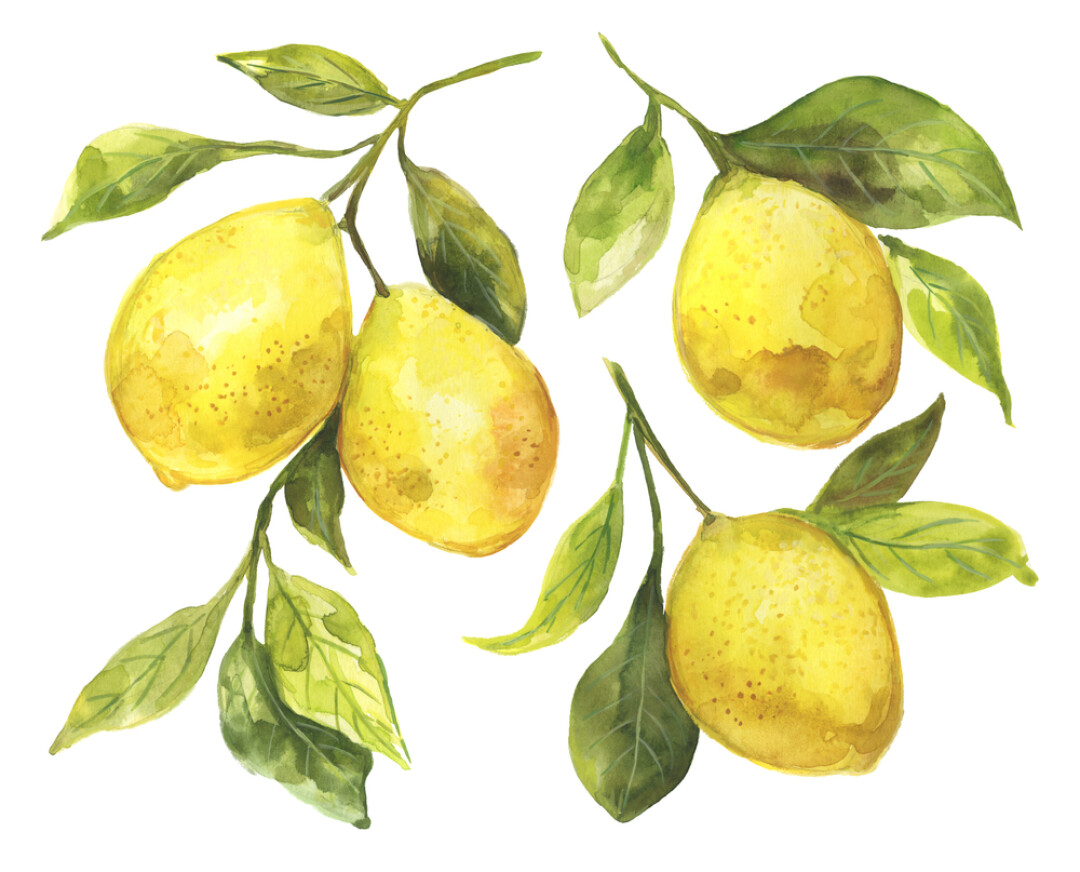 Девять лимонов. Фреска лимонное дерево.
