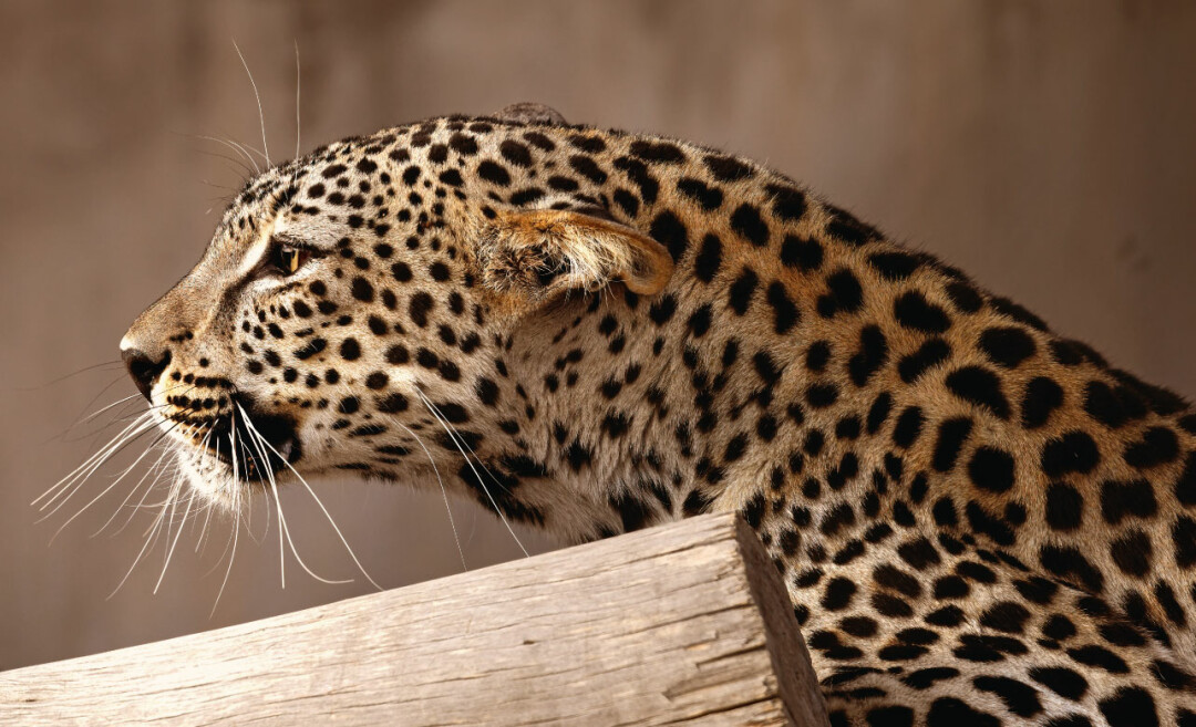 Инициативы по спасению южноаравийских леопардов объединяют несколько проектов, направленных на сохранение этого подвида, включая программу по его