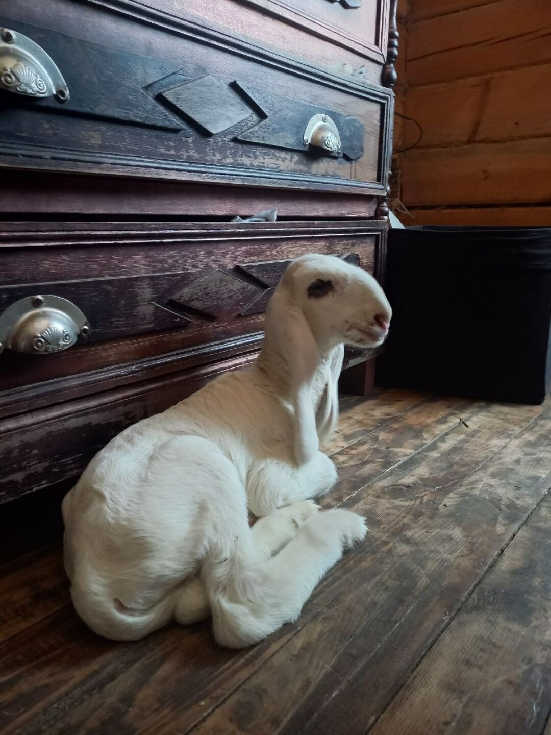 Порода считается одной из самых дружелюбных