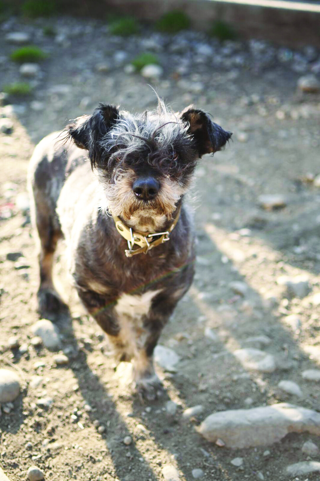 Шарик Мальчик, 7 лет. Несколько лет назад шарика выбросили на улицу, даже кидали в него камни. Нисмотря ни на что, пес оказался дружелюбным и ласковым