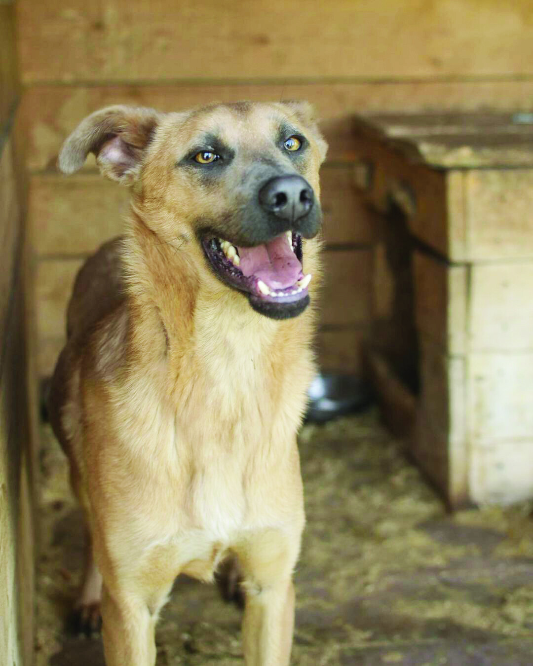 Кросс Мальчик, 1 год. Молодой, любознательный и благодарный с необычными голубыми глазами. В еде неприхотлив, приучен к вольеру и выгулу, привит. (950