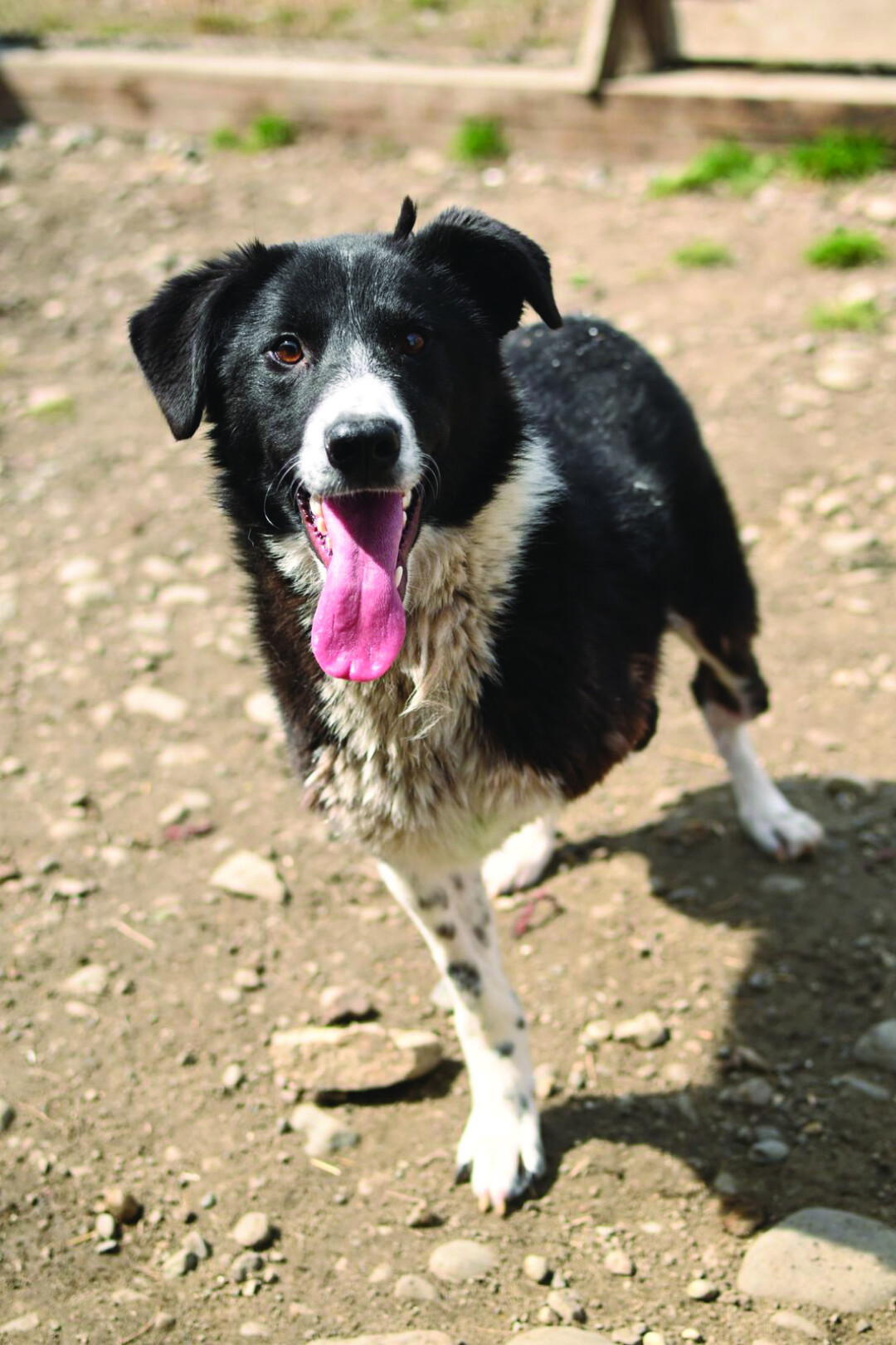 Лапка Девочка, 3-4 года. В нее стреляли, одну лапу ветеринар смогла собрать по кусочкам, а вот вторую спасти не удалось. Жизнерадостная собака