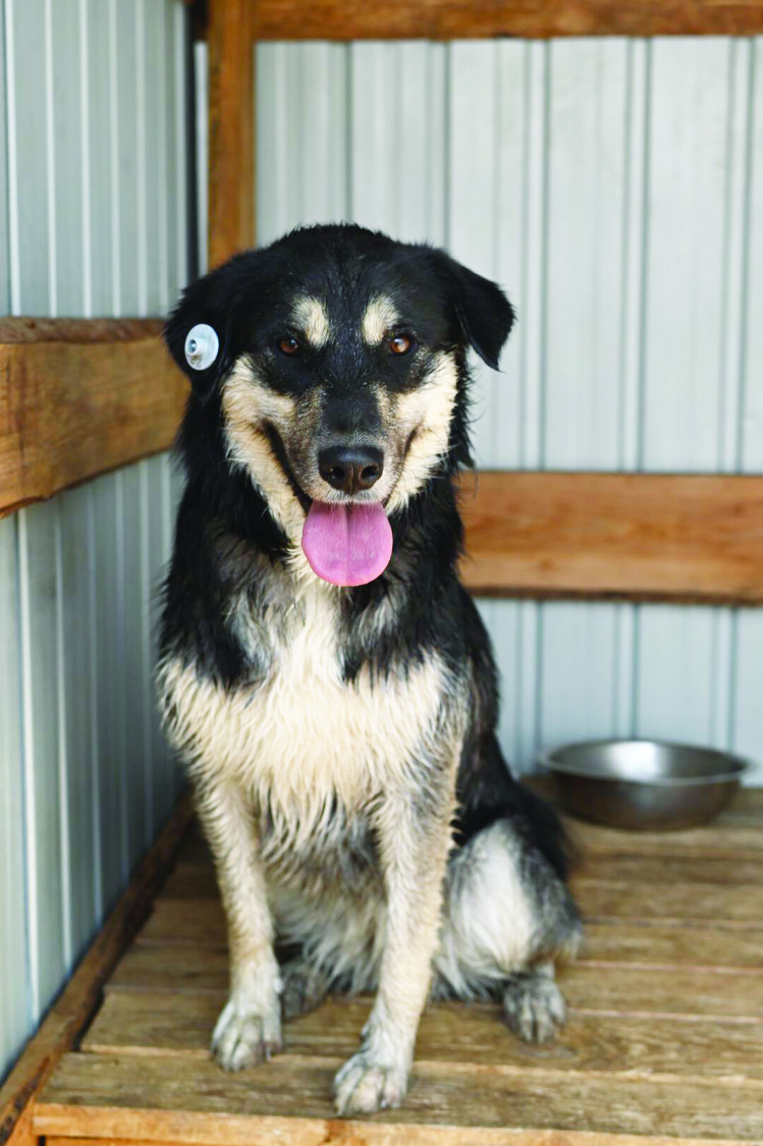 Найда Девочка, 2-3 года. Собака-улыбака. Радуется всем, любит, когда ей чешут за ушком. Собака-компаньон, ей важно быть рядом с человеком . (950)096