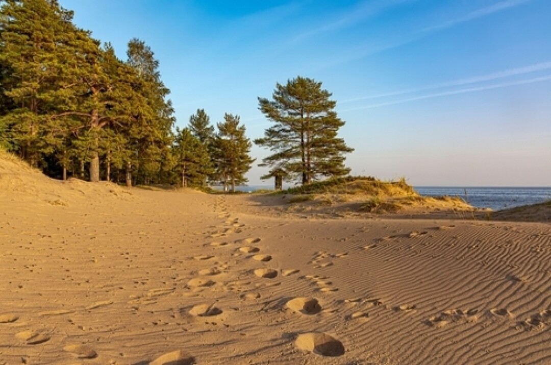 Пляж дюна санкт петербург фото Уикенд в поселке Комарово с Феничевым, Гориболем и Пепперштейном: Чем заняться н