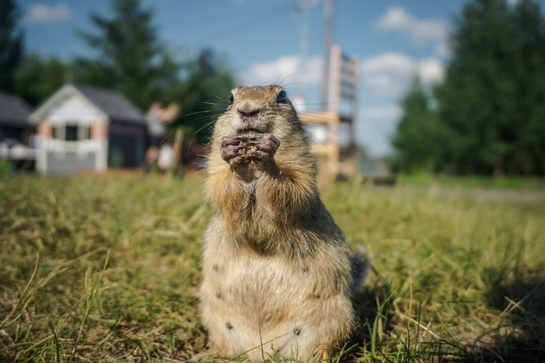 Развлечения: Остров Татышев Посреди реки Енисей раскинулся масштабный парк, в котором можно заняться спортом и отдохнуть. Здесь можно покормить с рук