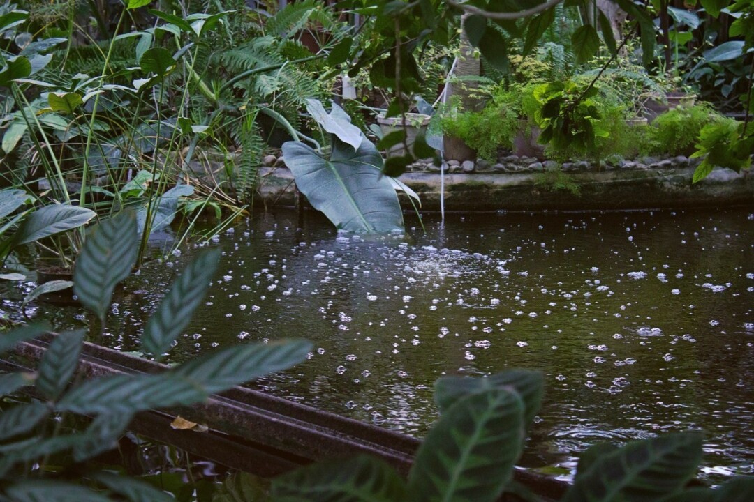 Развлечения: Сибирский ботанический сад Ботсад в Томске — место, где можно увидеть какао- и дынные деревья, редкие орхидеи и тропические растения