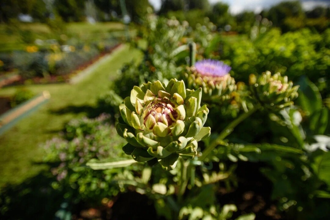 Северо-западный (наш!) артишок