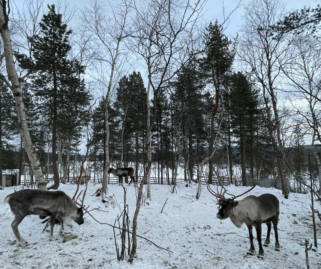 Саамская база «Оленья 51»