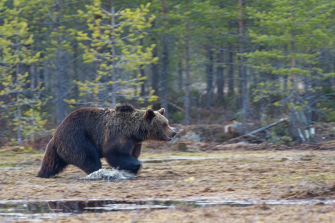 В Лапландском заповеднике