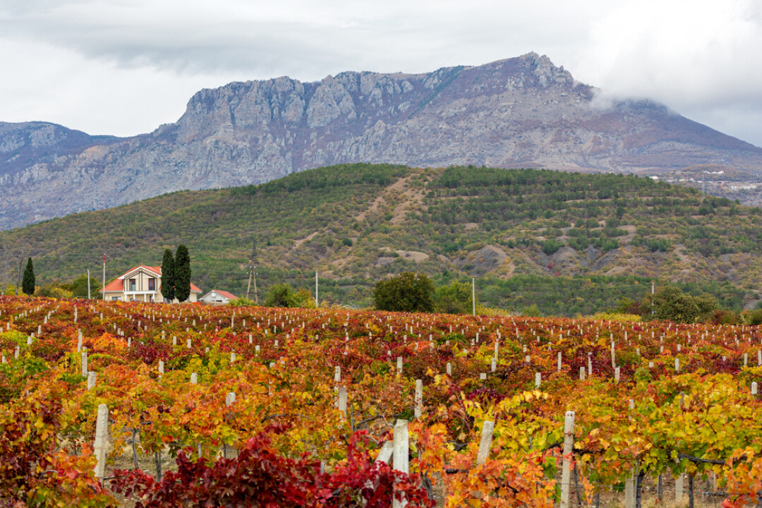 Виноградники в долине среди крымских гор