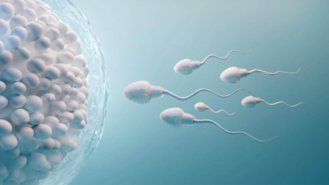 Морфология сперматозоидов: причины появления аномальных сперматозоидов
