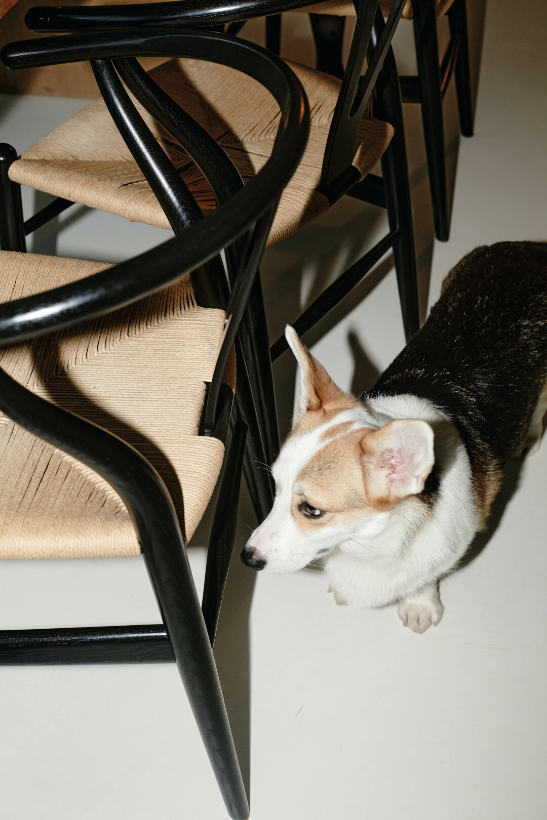 Корги Симона тоже фанатеет от качественного дизайна, например, от этих стульев CH24 Ханса Вегнера для Carl Hansen & Son