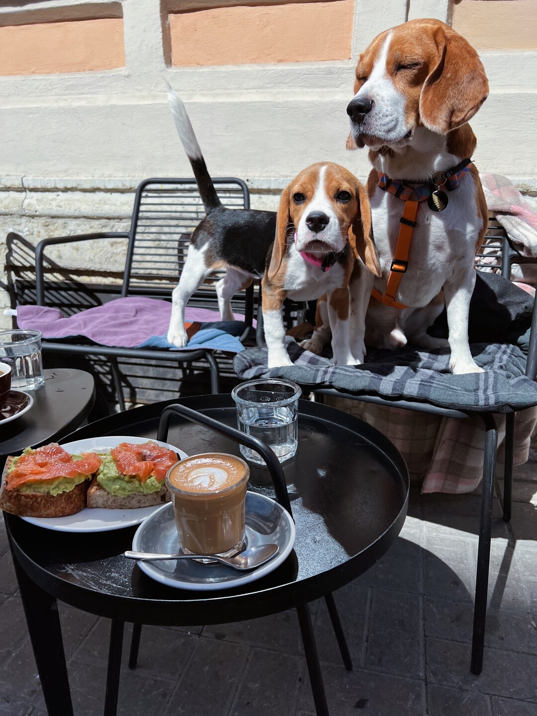 Бриошь Бабич в «Смене»