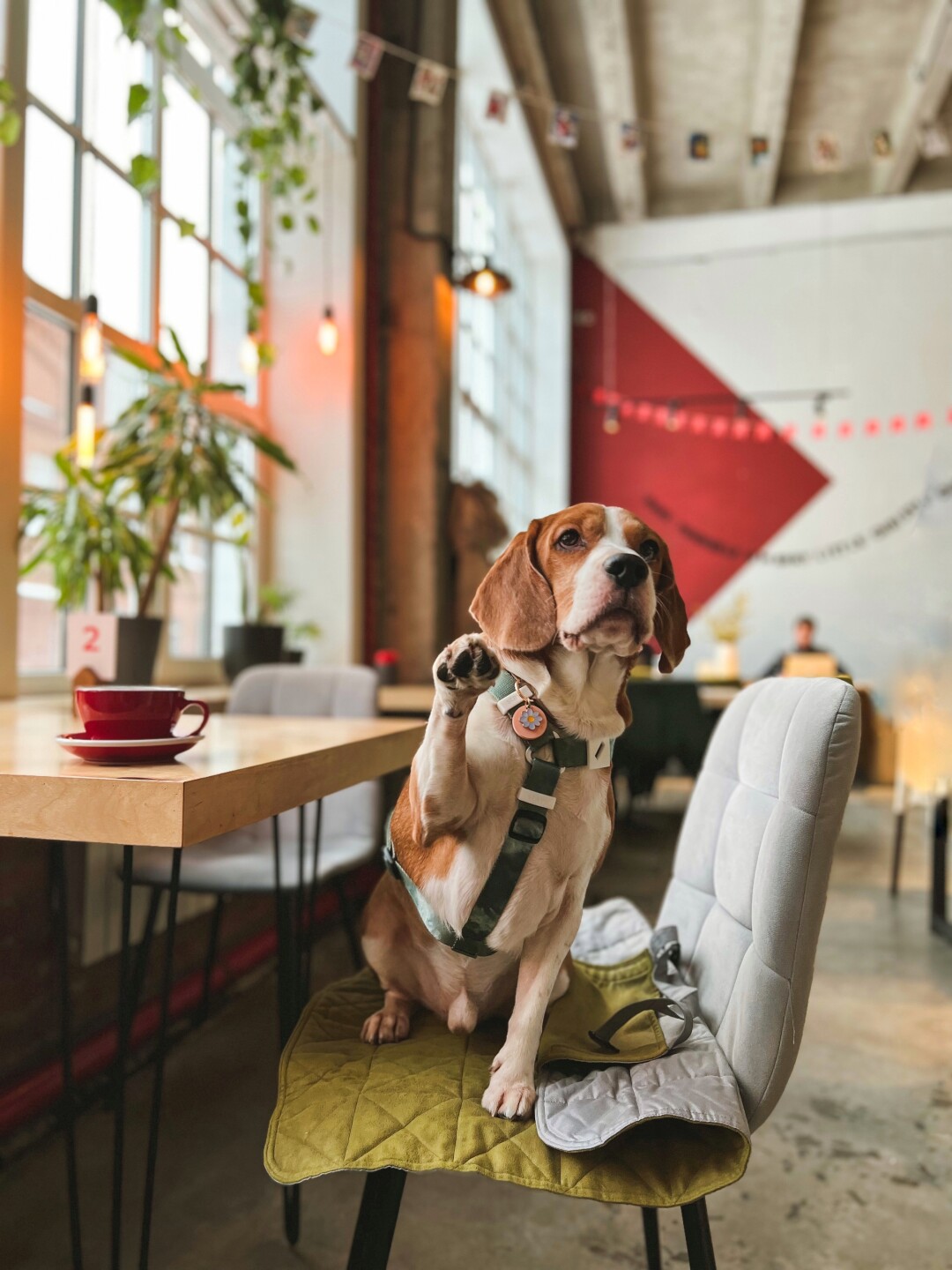 Джон @johnsmartbeagle в Sibaristica