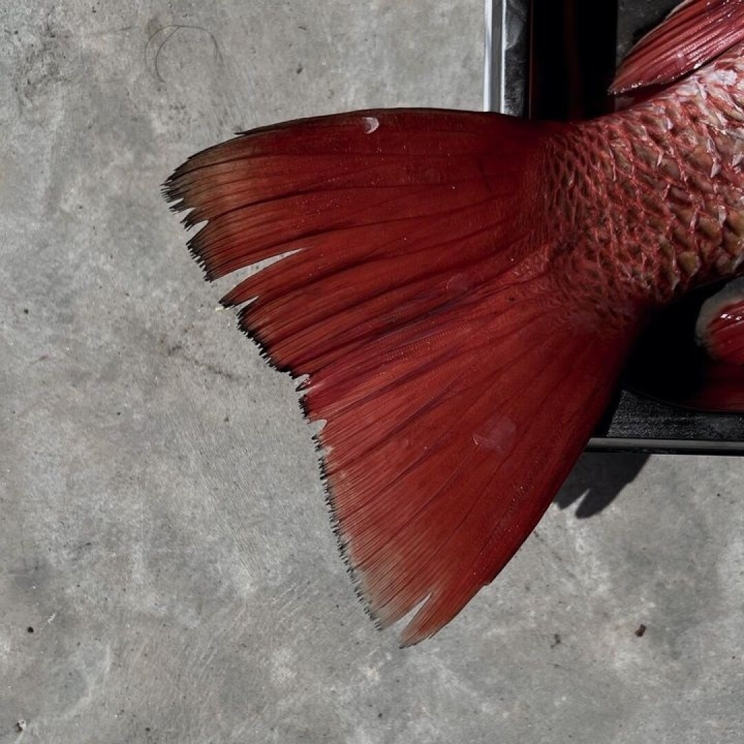 Рыба ресторана Kaiyo