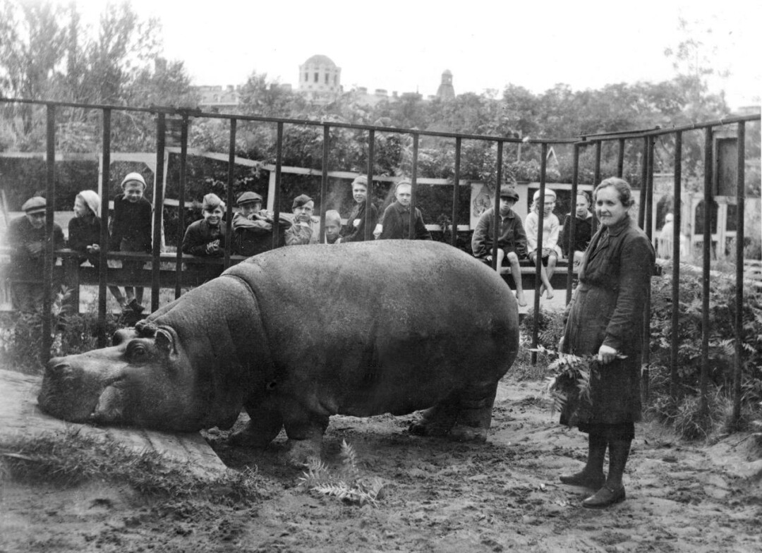 Ленинградский зоопарк расскажет о жизни зверинца в годы блокады | Sobaka.ru