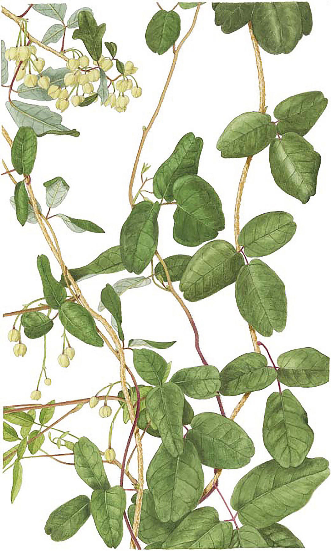Лиана Boquila trifoliolata, способная имитировать форму листьев дерева-хозяина, — предмет пристального внимания ИТМО в рамках исследования того, как