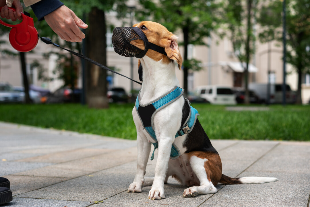 Госдума отклонила проект закона о штрафах за выгул собак без намордников |  Sobaka.ru