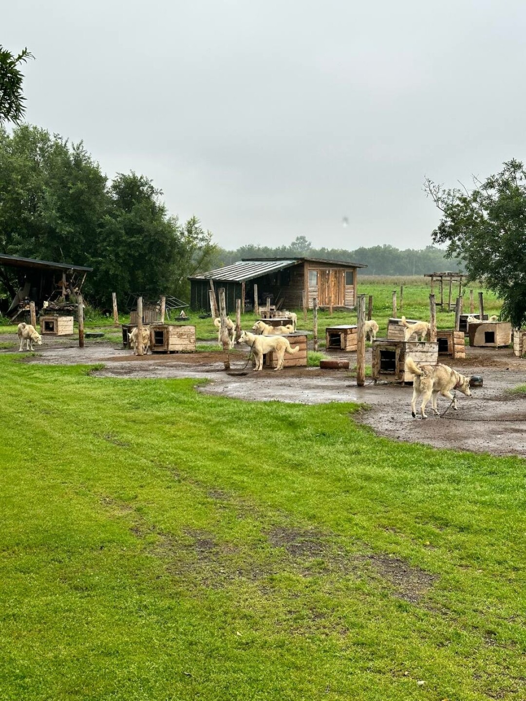 Питомник ездовых собак «Эйвэт»