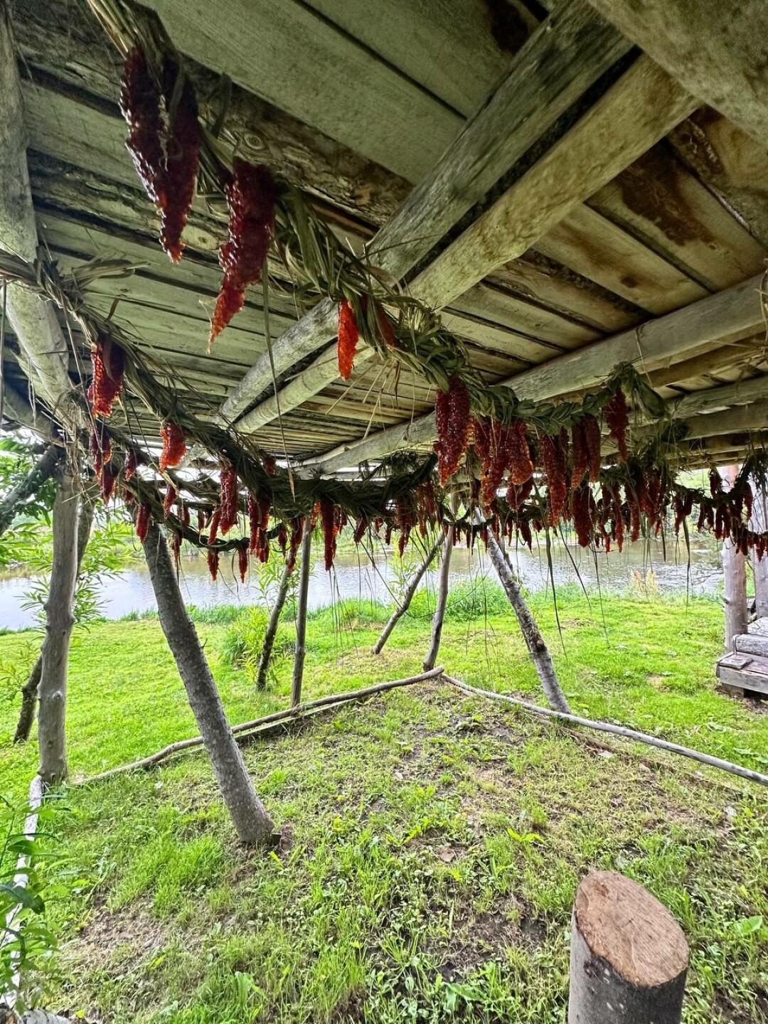 Сушка икры по древним традициям