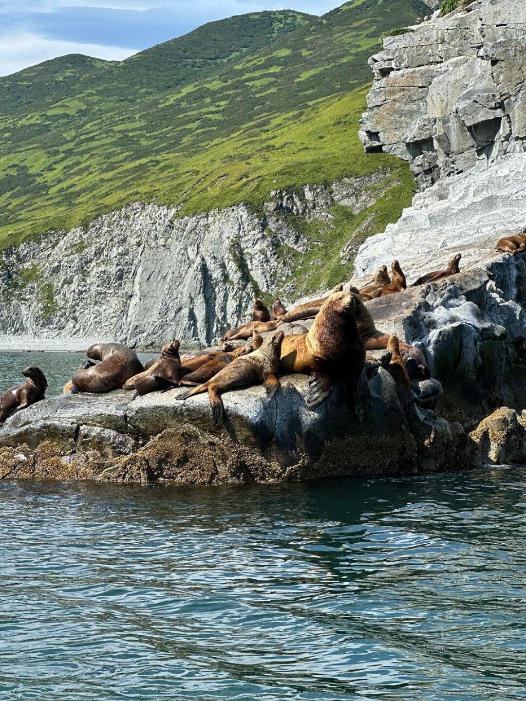 Лежбище сивучей