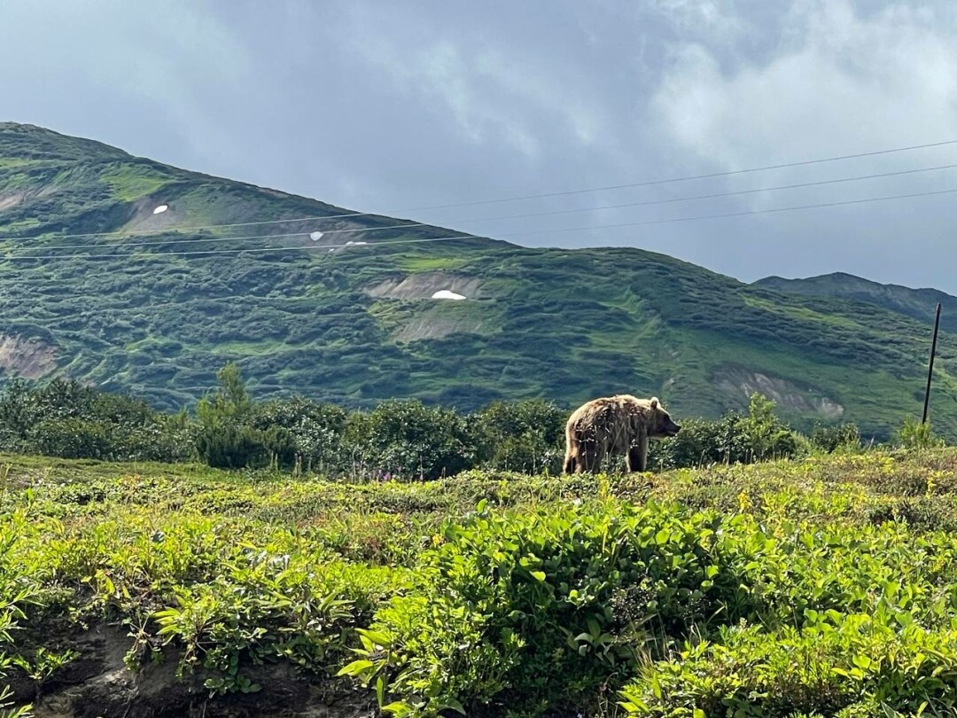 На Камчатке часто можно встретить медведей