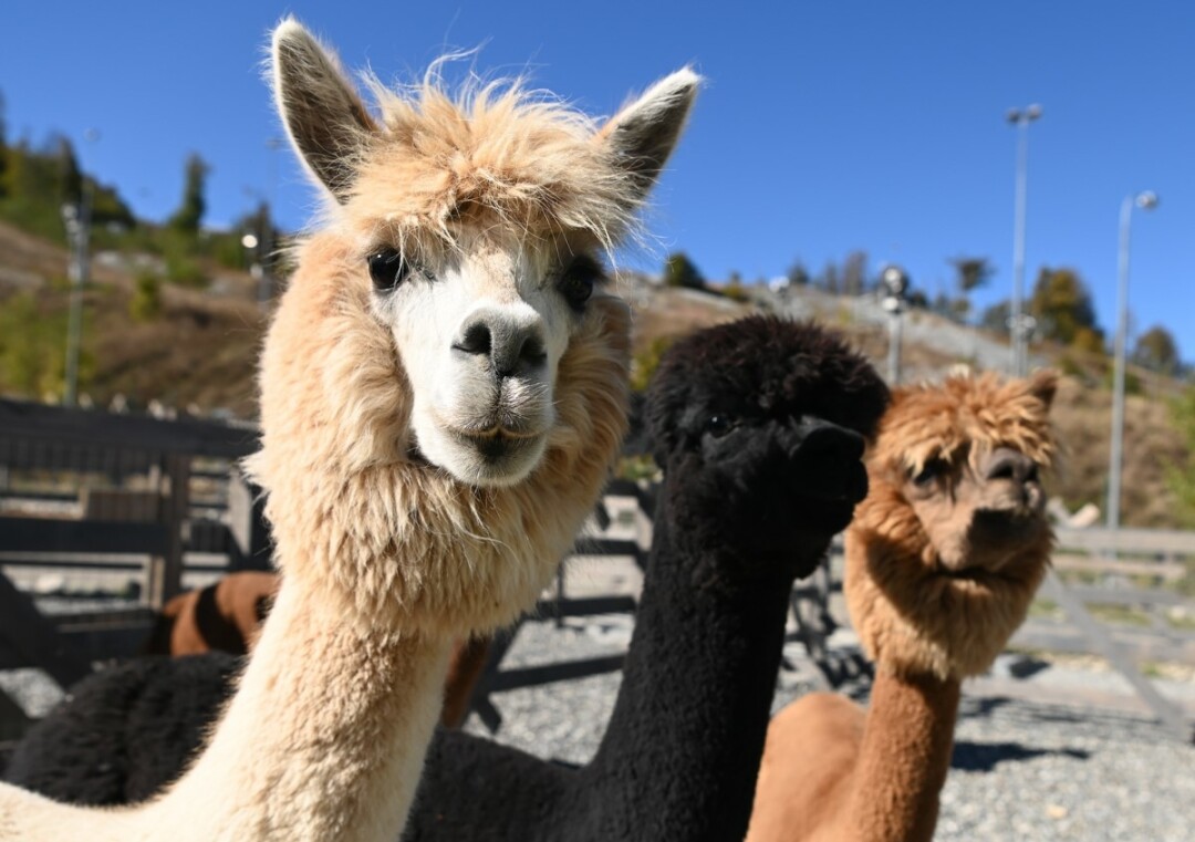 Парк альпак "Пача Мама", Роза Хутор, Сочи - "Хотите покормить и обнять настоящую