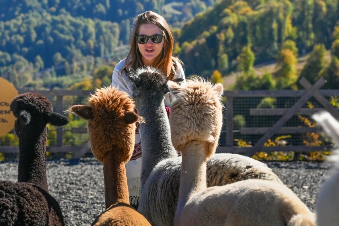 Парк альпак "Пача Мама" в горах Сочи посетили больше 14 тысяч гостей
