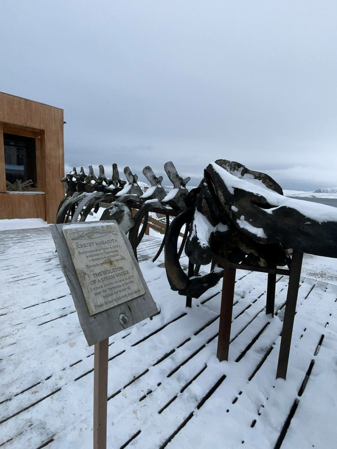 Скелет кашалота в селе Лодейное