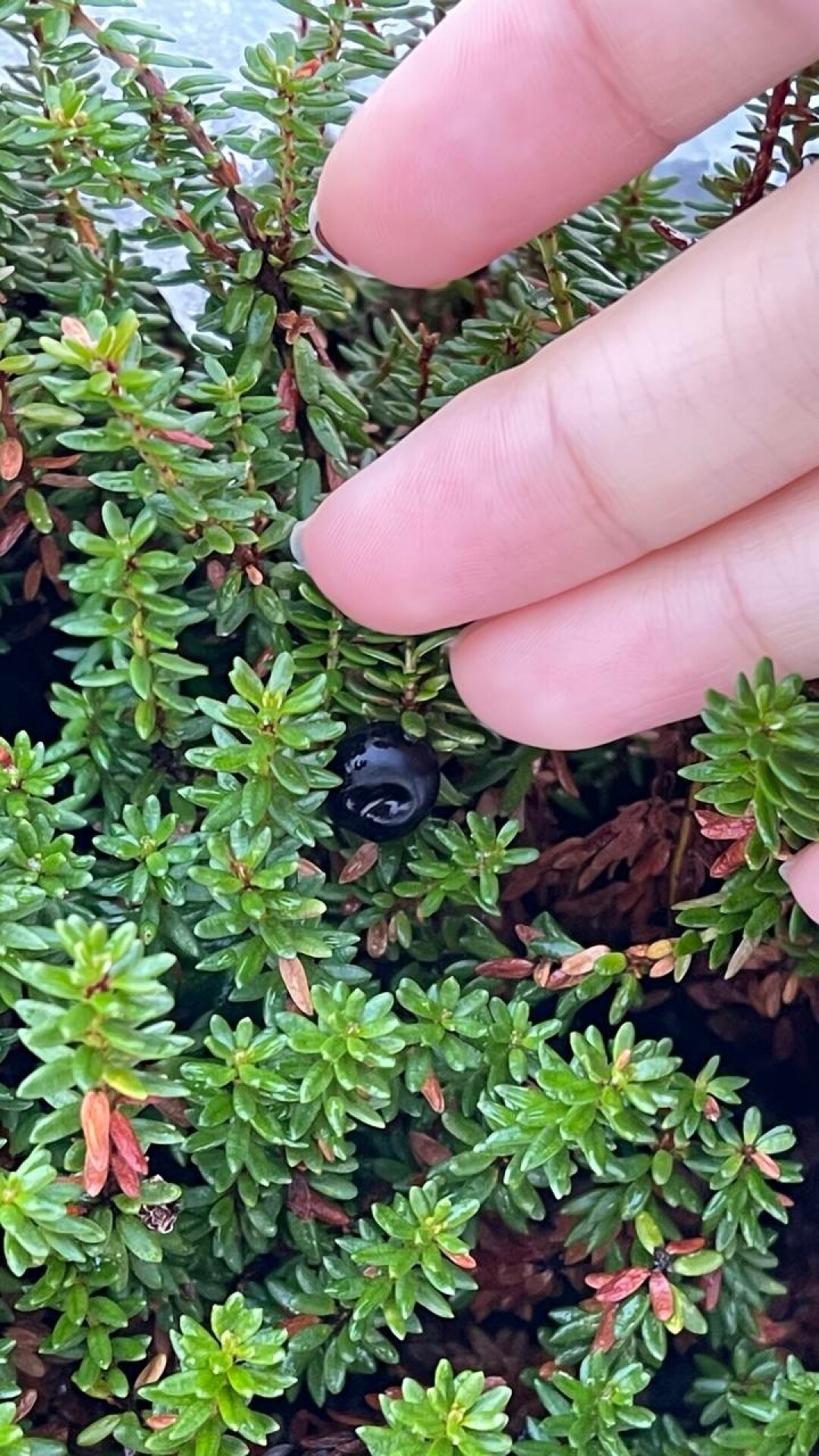 Ягоды под снегом: вороника