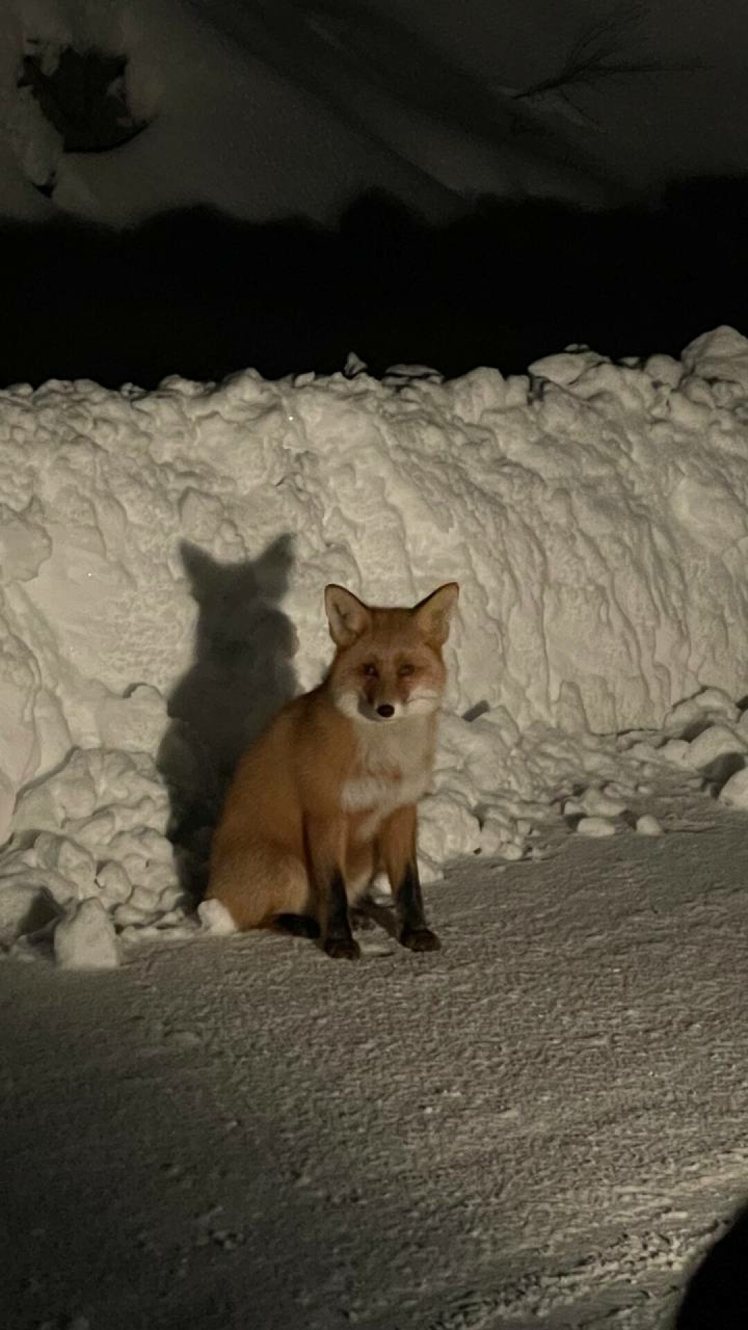 Лис, который часто встречает туристов на въезде в Териберку