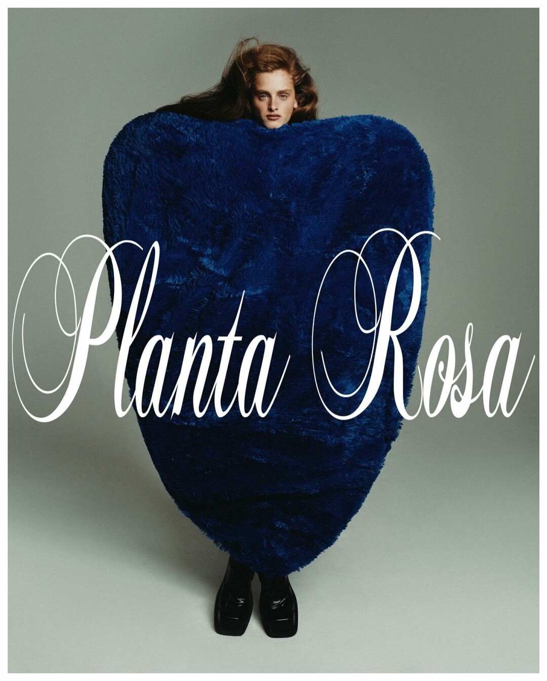 Planta Rosa