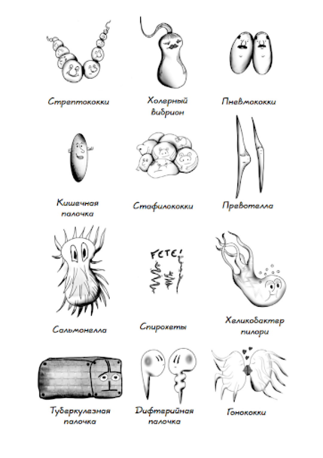 Бактерии. Иллюстрация из книги
