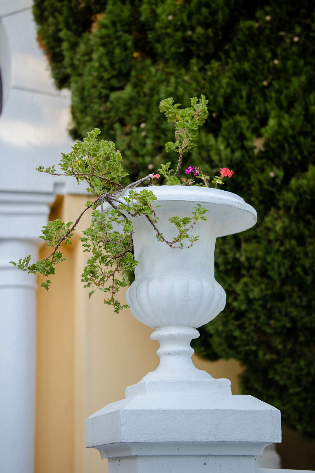 Дача Шевелева