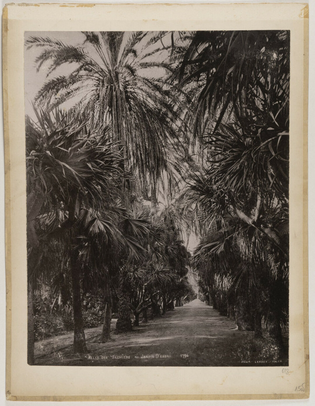 Александр Леру. "Пальмовая аллея в ботаническом саду Хамма". Алжир, 1890-1900-е годы